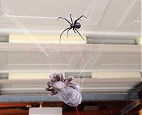 Fauna & Flora: tarantula killed by black widow