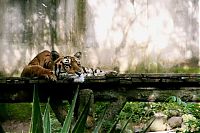 animal photography