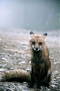 animal photography