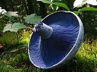 fungi mushroom microorganisms
