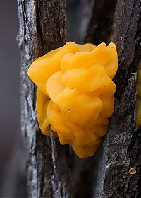 TopRq.com search results: fungi mushroom microorganisms