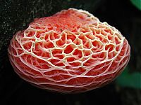 TopRq.com search results: fungi mushroom microorganisms