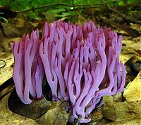 Fauna & Flora: fungi mushroom microorganisms