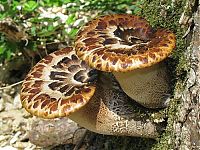 Fauna & Flora: fungi mushroom microorganisms