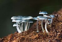 fungi mushroom microorganisms