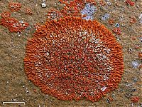 Fauna & Flora: fungi mushroom microorganisms