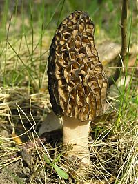 Fauna & Flora: fungi mushroom microorganisms