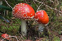 Fauna & Flora: fungi mushroom microorganisms