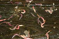 Fauna & Flora: earthworm attack