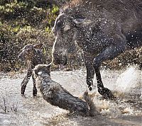 Fauna & Flora: mother moose with a newborn against wolves