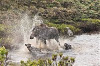 Fauna & Flora: mother moose with a newborn against wolves