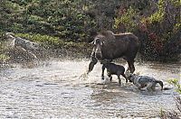 Fauna & Flora: mother moose with a newborn against wolves