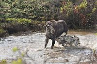 Fauna & Flora: mother moose with a newborn against wolves