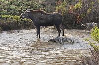Fauna & Flora: mother moose with a newborn against wolves