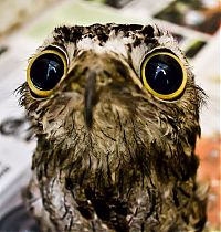 TopRq.com search results: potoo bird