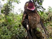 Fauna & Flora: potoo bird