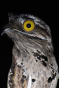 TopRq.com search results: potoo bird