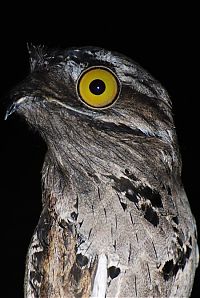 Fauna & Flora: potoo bird