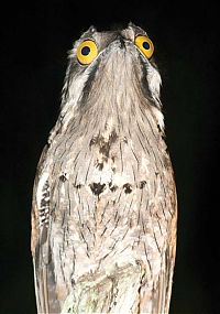 Fauna & Flora: potoo bird