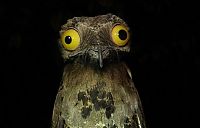 TopRq.com search results: potoo bird