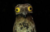 Fauna & Flora: potoo bird