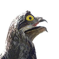 TopRq.com search results: potoo bird