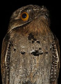 Fauna & Flora: potoo bird