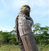 Fauna & Flora: potoo bird