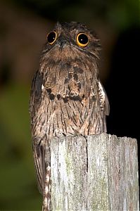 Fauna & Flora: potoo bird