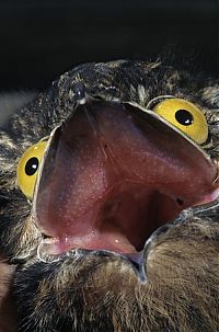 Fauna & Flora: potoo bird