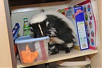 Fauna & Flora: Stush, skunk pet