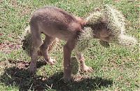 TopRq.com search results: coyote rescued from cholla cactus