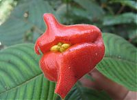 Fauna & Flora: Psychotria Elata