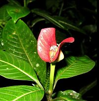 Fauna & Flora: Psychotria Elata