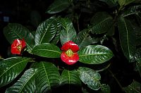 Fauna & Flora: Psychotria Elata