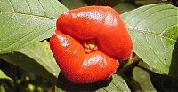 Fauna & Flora: Psychotria Elata