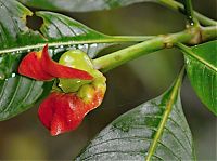 Fauna & Flora: Psychotria Elata