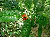 Fauna & Flora: Psychotria Elata