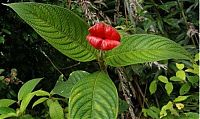 Fauna & Flora: Psychotria Elata