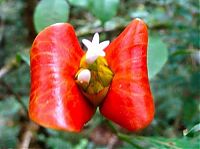 Fauna & Flora: Psychotria Elata