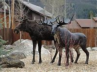 Fauna & Flora: Moose in love with a statue, Grand Lake, Colorado, United States