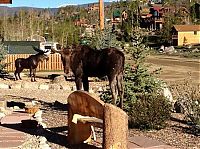 Fauna & Flora: Moose in love with a statue, Grand Lake, Colorado, United States