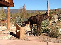 Fauna & Flora: Moose in love with a statue, Grand Lake, Colorado, United States