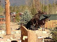 Fauna & Flora: Moose in love with a statue, Grand Lake, Colorado, United States