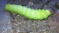 Fauna & Flora: Transformation of Antheraea Polyphemus Moth