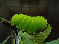 TopRq.com search results: Transformation of Antheraea Polyphemus Moth