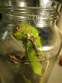 TopRq.com search results: Transformation of Antheraea Polyphemus Moth