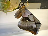 Fauna & Flora: Transformation of Antheraea Polyphemus Moth