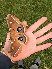 Fauna & Flora: Transformation of Antheraea Polyphemus Moth