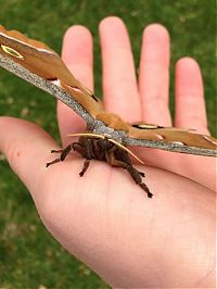 Fauna & Flora: Transformation of Antheraea Polyphemus Moth